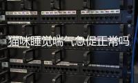 貓咪睡覺喘氣急促正常嗎？貓睡覺喘氣幅度很大