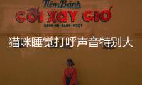 貓咪睡覺打呼聲音特別大(貓咪打呼的聲音可以催眠)