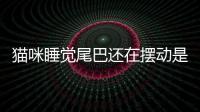 貓咪睡覺尾巴還在擺動是為什么？貓咪睡覺尾巴還在擺動正常嗎