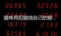 貓咪用后腿撓自己的腳，貓總用后腿撓自己