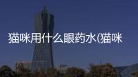 貓咪用什么眼藥水(貓咪流眼淚用什么眼藥水)