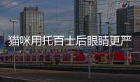 貓咪用托百士后眼睛更嚴(yán)重了(貓咪眼睛可以用托百士嗎)