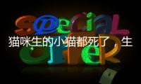 貓咪生的小貓都死了，生的小貓都死了什么原因