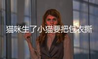 貓咪生了小貓要把包衣撕開(kāi)嗎視頻？貓生小貓用不用把肚子上的毛剃掉