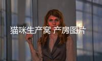 貓咪生產(chǎn)窩 產(chǎn)房圖片