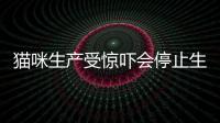 貓咪生產受驚嚇會停止生產嗎？貓咪生孩子受到驚嚇