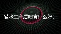 貓咪生產(chǎn)后喂食什么好(貓咪產(chǎn)前需要準(zhǔn)備什么)