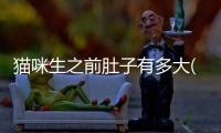 貓咪生之前肚子有多大(貓咪臨產肚子有多大)
