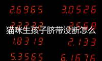 貓咪生孩子臍帶沒斷怎么辦？貓咪生孩子臍帶要剪嗎