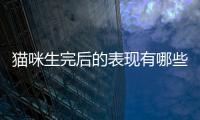 貓咪生完后的表現有哪些？貓咪生完怎么辦