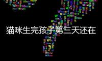 貓咪生完孩子第三天還在流血什么原因(貓咪生完孩子吃什么最好)