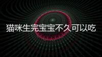 貓咪生完寶寶不久可以吃骨頭嗎視頻？貓咪生完可以吃生骨肉嗎