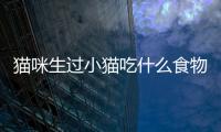 貓咪生過小貓吃什么食物比較好？貓生過小貓后吃什么好