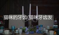 貓咪的牙齒(貓咪牙齒發(fā)黃)