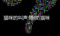 貓咪的叫聲 播放(貓咪叫聲模擬器)