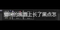 貓咪的嘴唇上長了黑點怎么回事？貓咪的嘴唇上長了黑點怎么辦