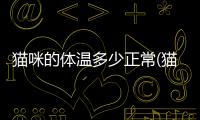 貓咪的體溫多少正常(貓咪體溫多少度)