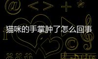 貓咪的手掌腫了怎么回事(貓咪手掌腫了腐爛了)