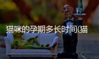 貓咪的孕期多長(zhǎng)時(shí)間(貓咪的孕期從哪天開始算起)