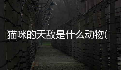 貓咪的天敵是什么動物(貓咪的天敵是什么生肖)