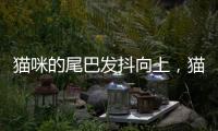 貓咪的尾巴發抖向上，貓咪的尾巴發抖是什么意思