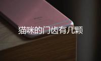 貓咪的門齒有幾顆