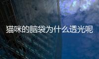 貓咪的腦袋為什么透光呢？貓腦殼透光