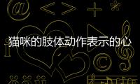 貓咪的肢體動作表示的心情知乎(思念貓咪的心情)