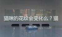 貓咪的花紋會變化么？貓咪 花紋
