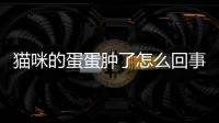 貓咪的蛋蛋腫了怎么回事(貓咪便血是怎么回事)