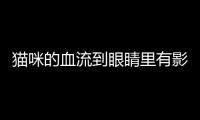 貓咪的血流到眼睛里有影響嗎怎么辦(貓眼睛里血塊)