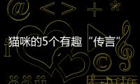 貓咪的5個有趣“傳言”，并非都是空穴來風，你信了哪幾個？