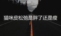 貓咪皮松弛是胖了還是瘦了(貓咪皮松松的是因為瘦嗎)