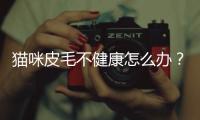 貓咪皮毛不健康怎么辦？貓的皮毛不光滑