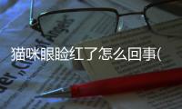 貓咪眼瞼紅了怎么回事(貓咪一只眼瞼發紅怎么回事)