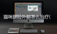 貓咪眼瞼外翻怎么治療(貓咪眼瞼發紅)