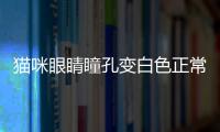 貓咪眼睛瞳孔變白色正常嗎？貓咪眼睛瞳孔變白色了