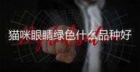 貓咪眼睛綠色什么品種好看？貓咪眼睛綠色什么品種好
