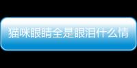 貓咪眼睛全是眼淚什么情況？貓咪眼睛全是眼淚怎么辦
