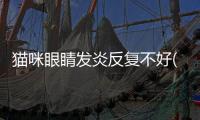 貓咪眼睛發(fā)炎反復不好(貓咪眼睛發(fā)炎反復發(fā)作)
