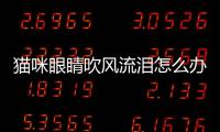 貓咪眼睛吹風流淚怎么辦？貓咪眼睛流淚怎么回事