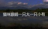 貓咪眼睛一只大一只小有點睜不開(貓咪眼睛一只大一只小有點濕)