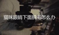 貓咪眼睛下面脫毛怎么辦(貓咪眼睛上面脫毛紅腫)