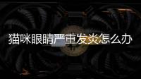 貓咪眼睛嚴(yán)重發(fā)炎怎么辦(貓咪眼睛睜不開有膿性分泌物)