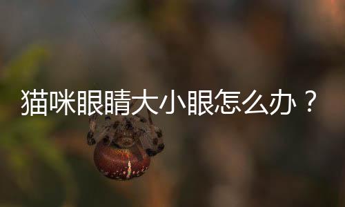 貓咪眼睛大小眼怎么辦？貓咪眼睛大小眼睜不開有分泌物