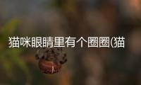貓咪眼睛里有個(gè)圈圈(貓咪眼睛紅腫流淚睜不開用什么藥)