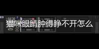 貓咪眼睛腫得睜不開怎么辦呢(貓咪眼睛腫的睜不開腫的厲害)