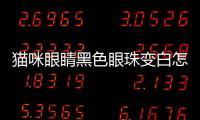 貓咪眼睛黑色眼珠變白怎么回事？貓咪眼睛黑色眼珠變白怎么辦