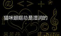 貓咪眼眶總是濕潤的  貓咪眼眶總是濕潤怎么辦