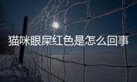 貓咪眼屎紅色是怎么回事？貓咪眼屎紅色凝凍狀